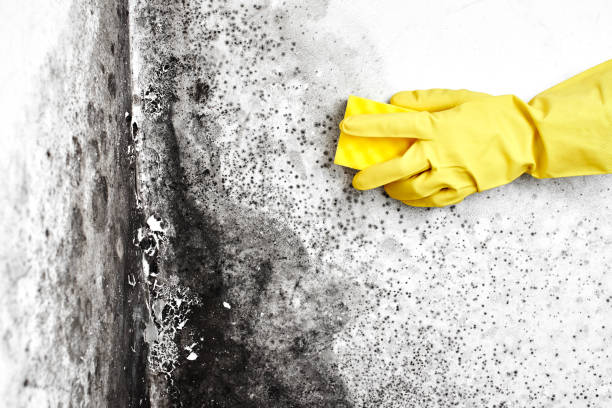 Best Mold Testing  in Goldstream, AK
