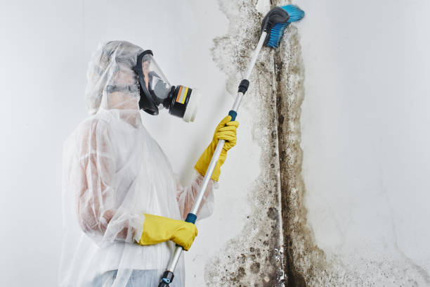 Best Mold Removal Near Me  in Goldstream, AK