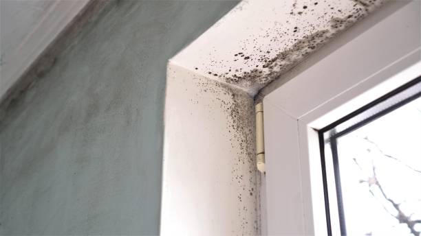 Best Local Mold Removal Service  in Goldstream, AK