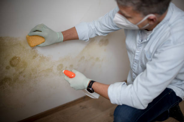 Best Mold Removal Specialists  in Goldstream, AK