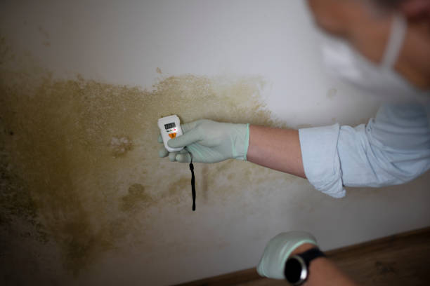 Best Black Mold Removal  in Goldstream, AK
