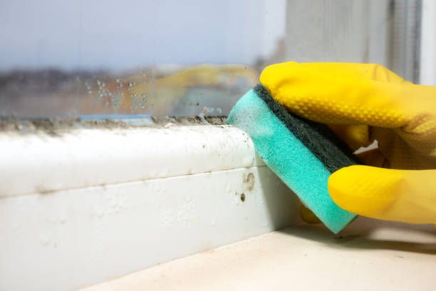 Best Mold Removal Process  in Goldstream, AK