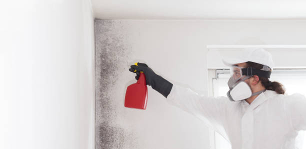 Best Affordable Mold Removal  in Goldstream, AK