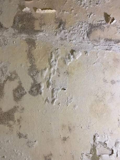 Mold Removal Process in Goldstream, AK