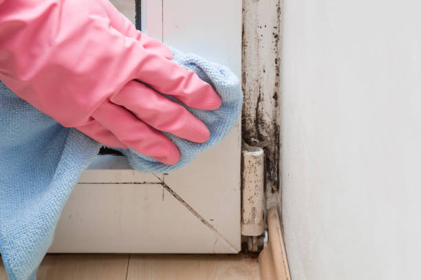 Best Emergency Mold Removal  in Goldstream, AK