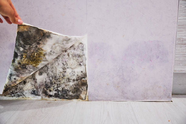Trusted Goldstream, AK Mold Removal Experts
